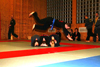Hapkido Vorf&uuml;hrung 2006